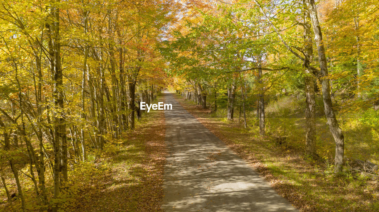 Footpath amidst trees in forest during autumn