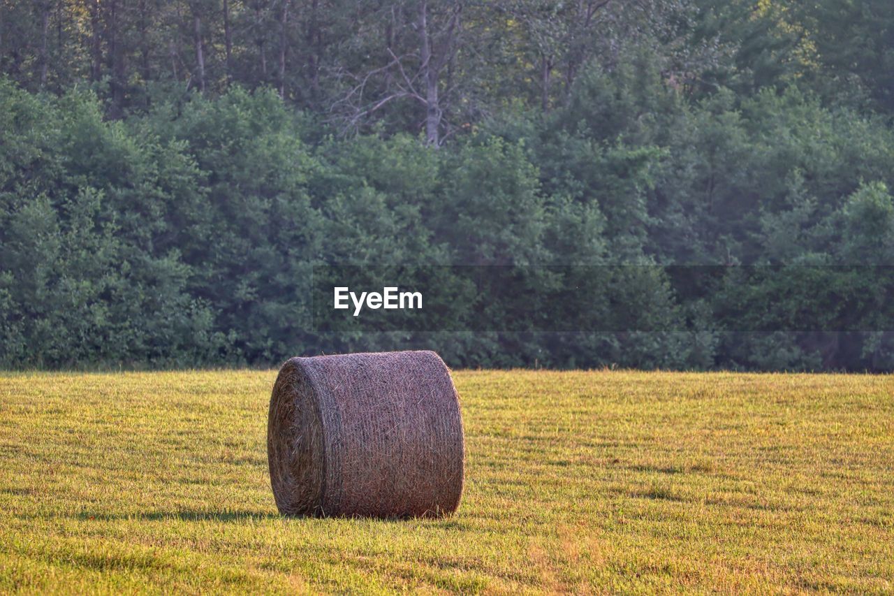 Hay bales on field by trees