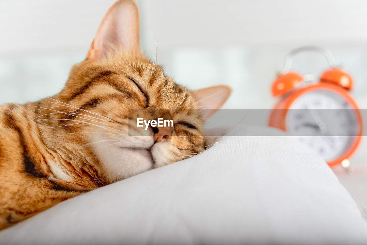 A beautiful red cat is resting on a pillow. sleeping bengal cat.