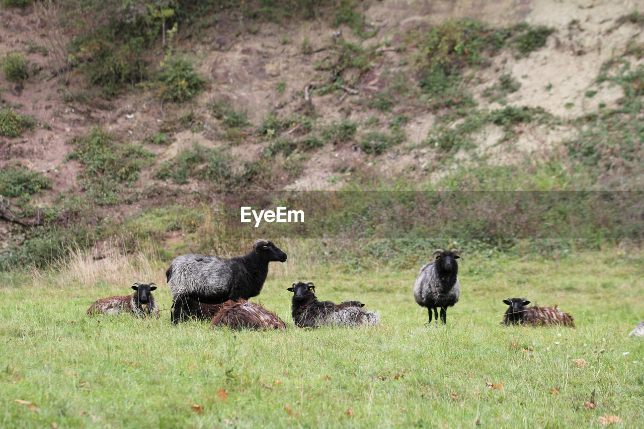 FLOCK OF SHEEP IN A FARM