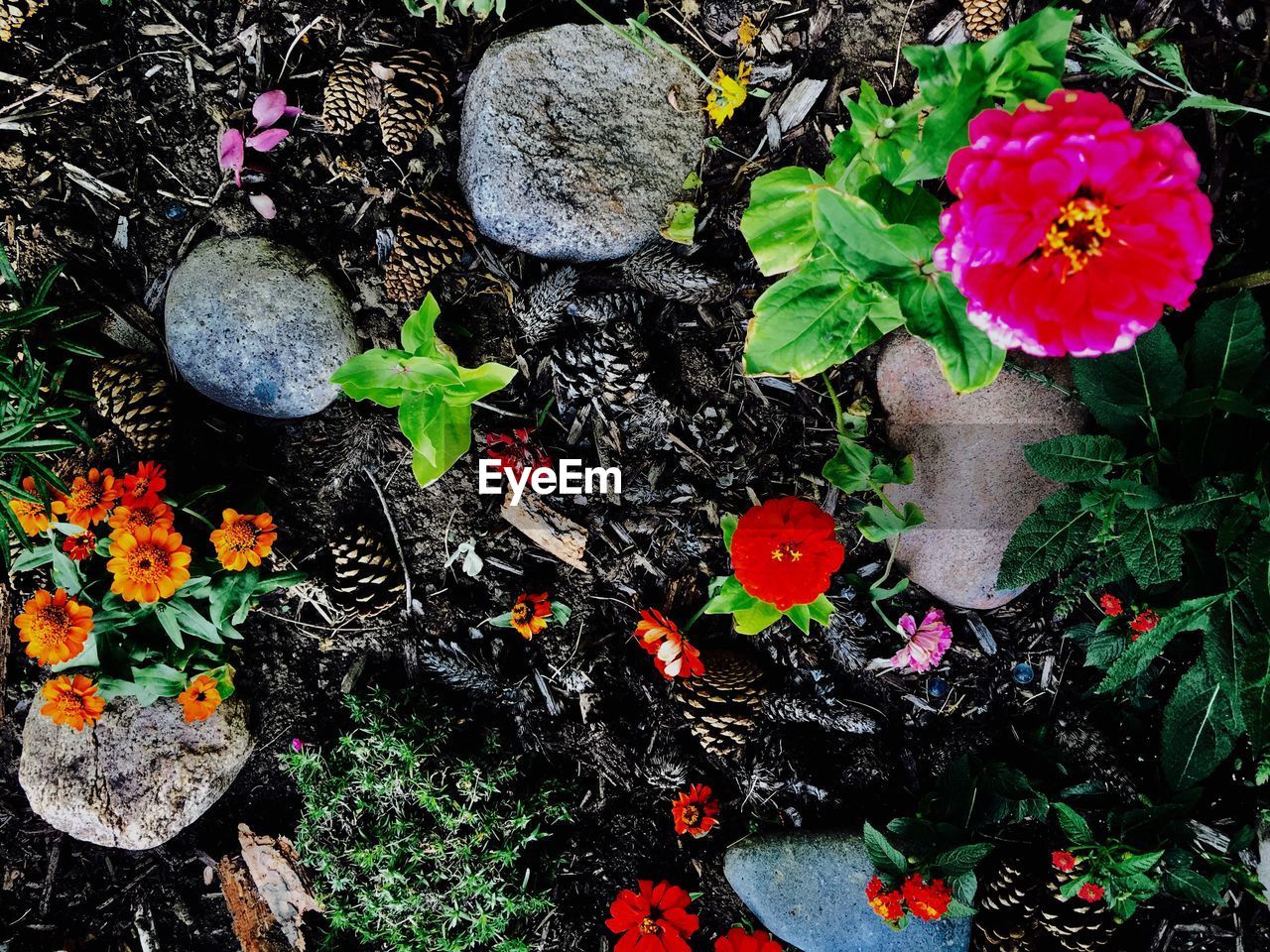 HIGH ANGLE VIEW OF COLORFUL FLOWERS