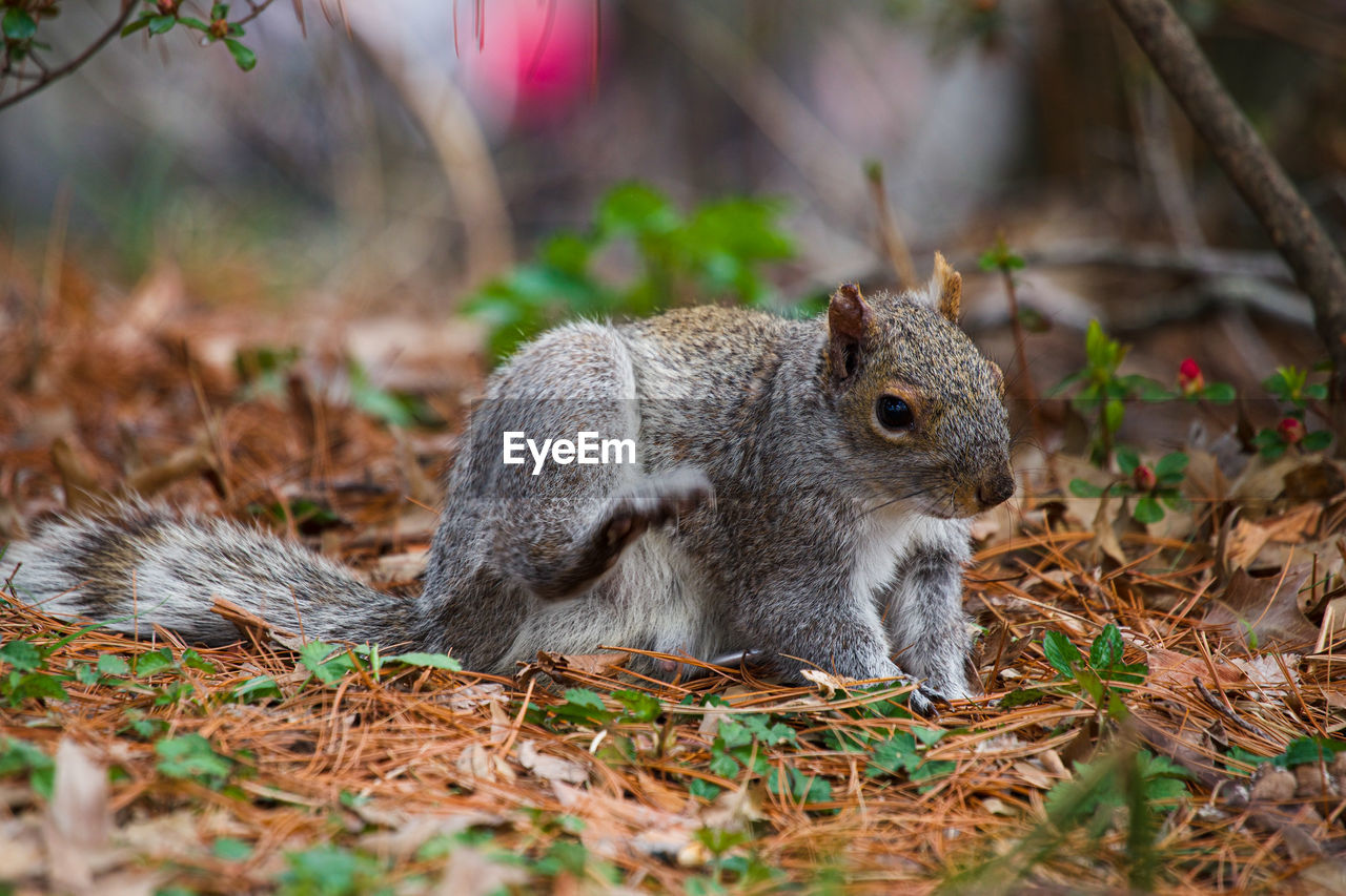 Single grey squirrel close-up