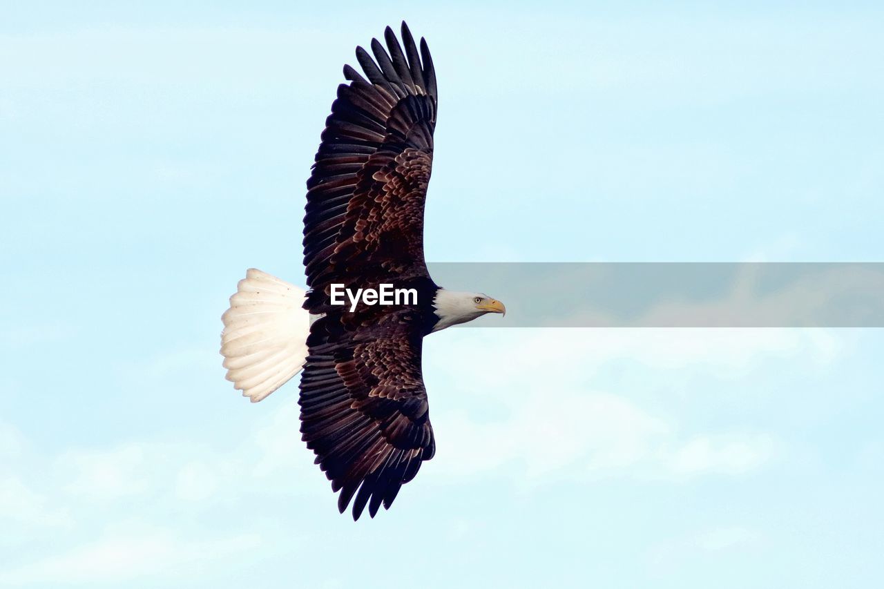 Low angle view of eagle flying against sky