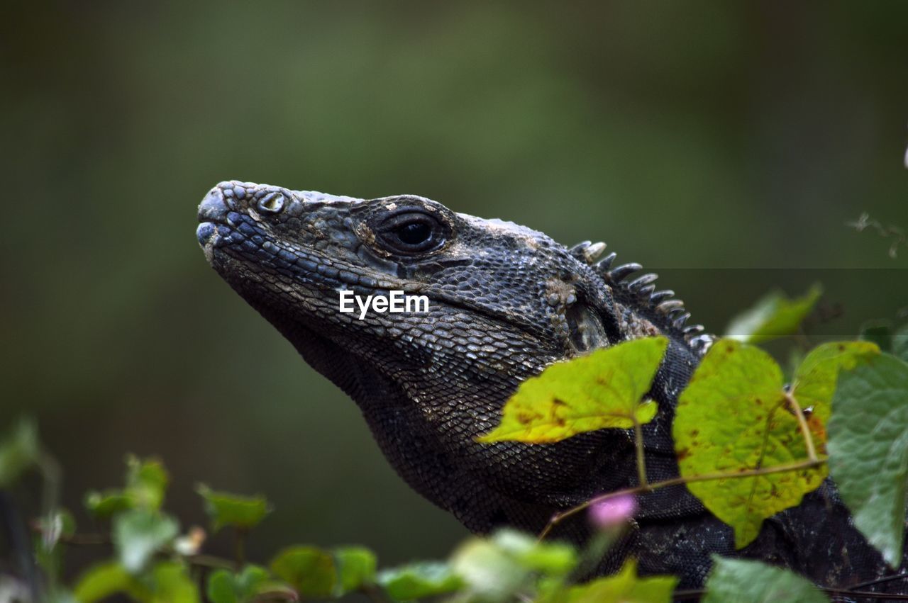 Close-up of iguana