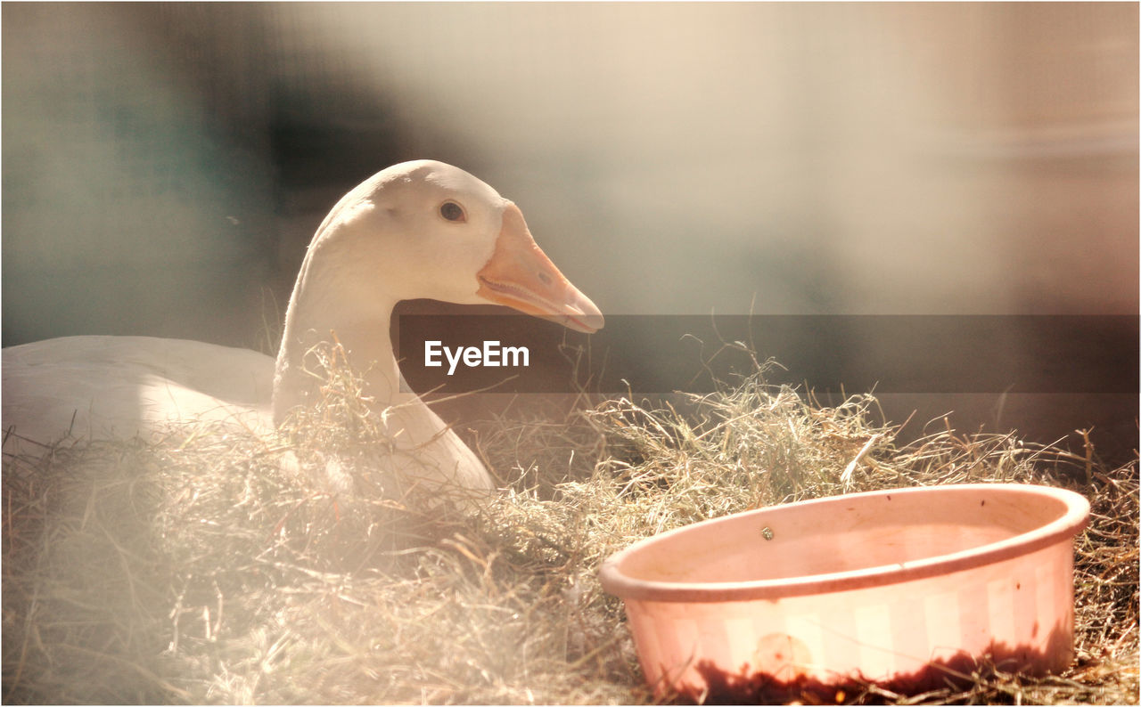 Close-up white goose sitting by basket in farm