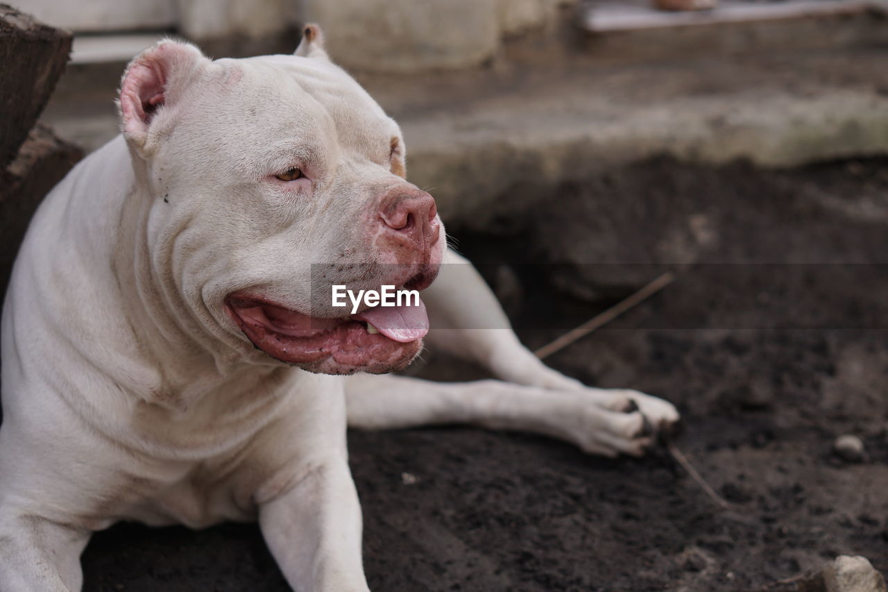 CLOSE-UP OF DOG STICKING OUT TONGUE ON FLOOR