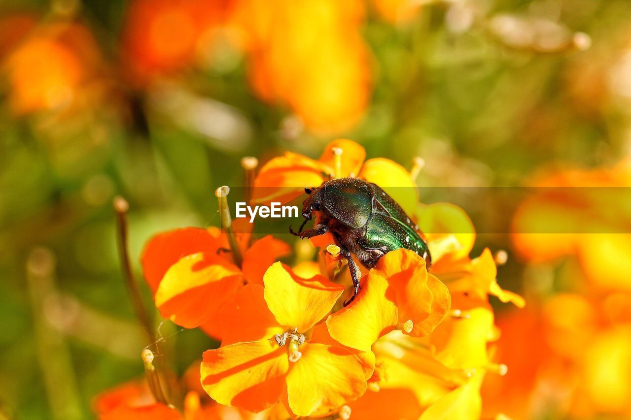 BEE POLLINATING ON YELLOW FLOWER