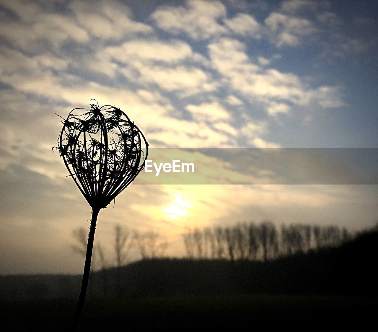 Silhouette dry flower on field against cloudy sky during sunset