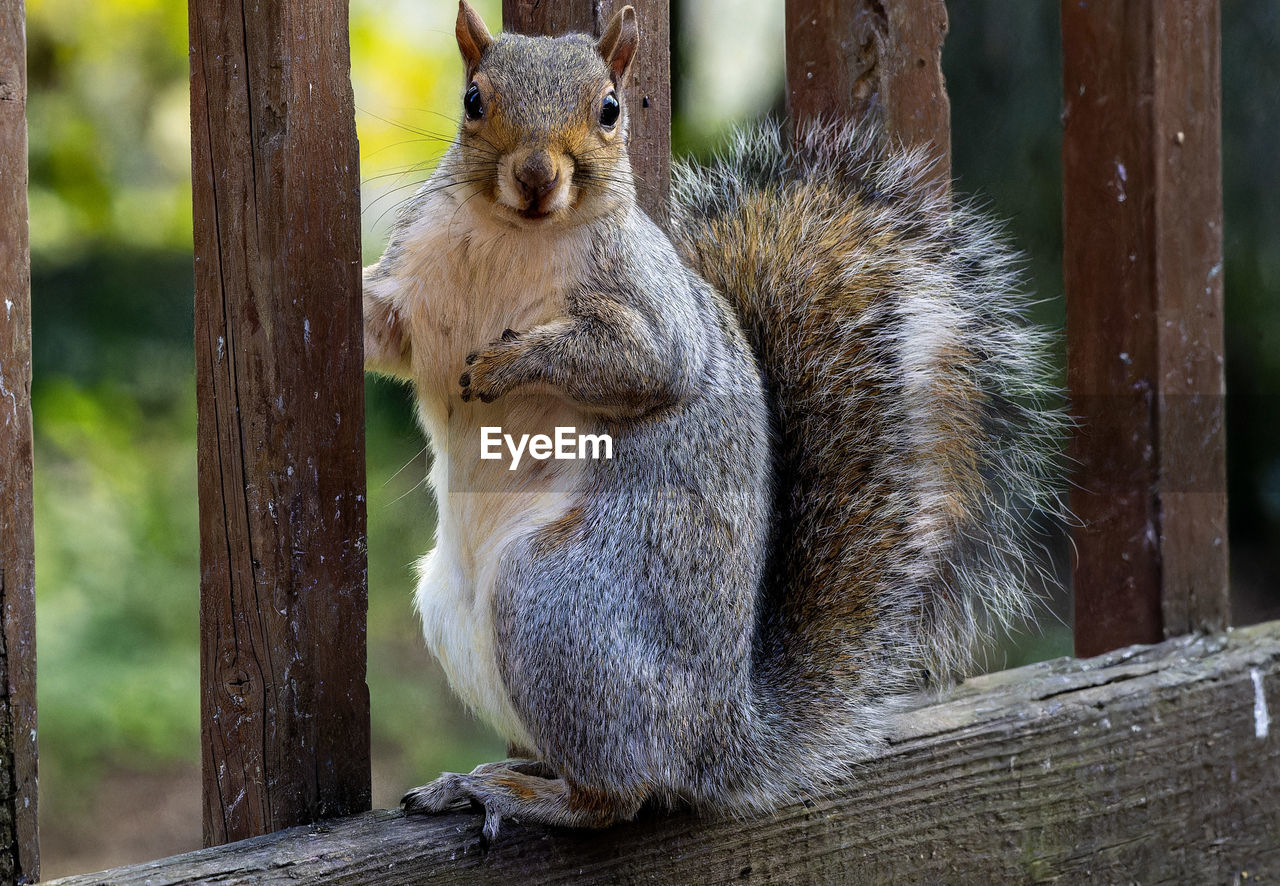 close-up of squirrel on tree
