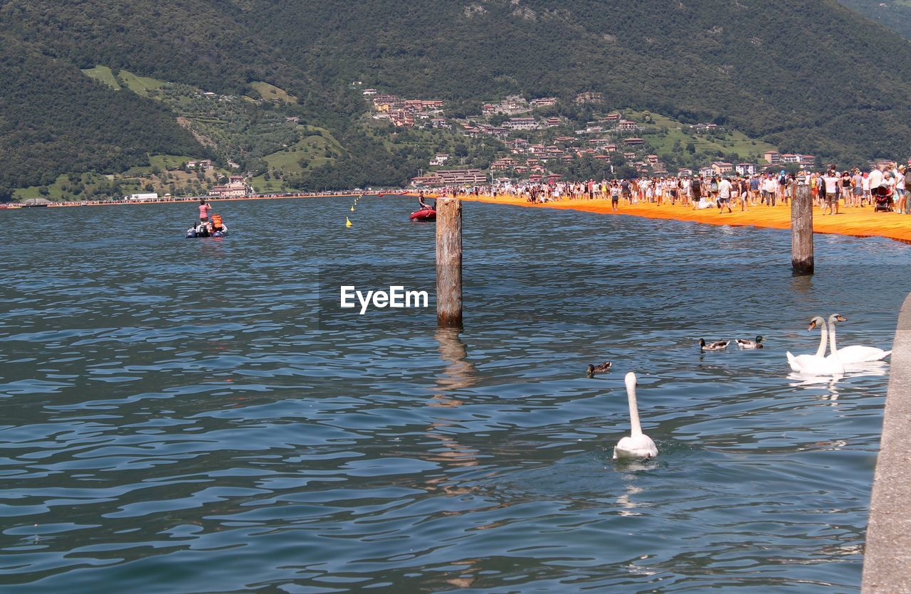 VIEW OF SWAN IN WATER