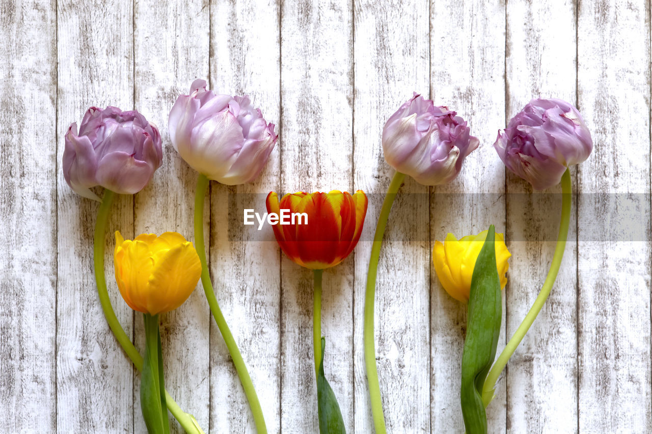 CLOSE-UP OF TULIPS AGAINST WHITE BACKGROUND