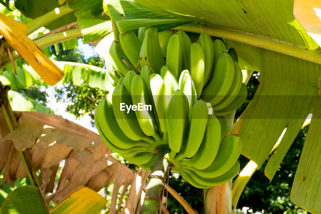 LOW ANGLE VIEW OF BANANA TREE AGAINST CLEAR SKY