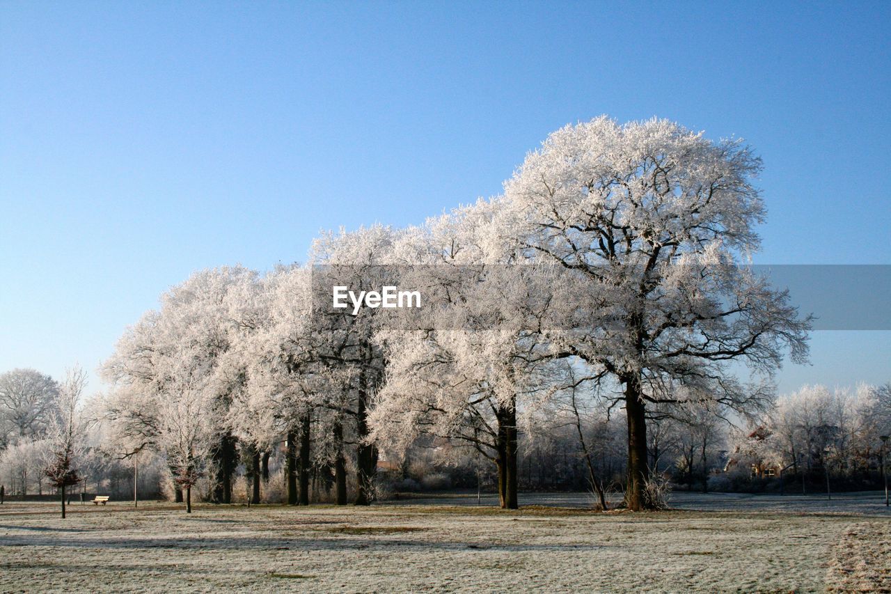 Trees on landscape against clear sky