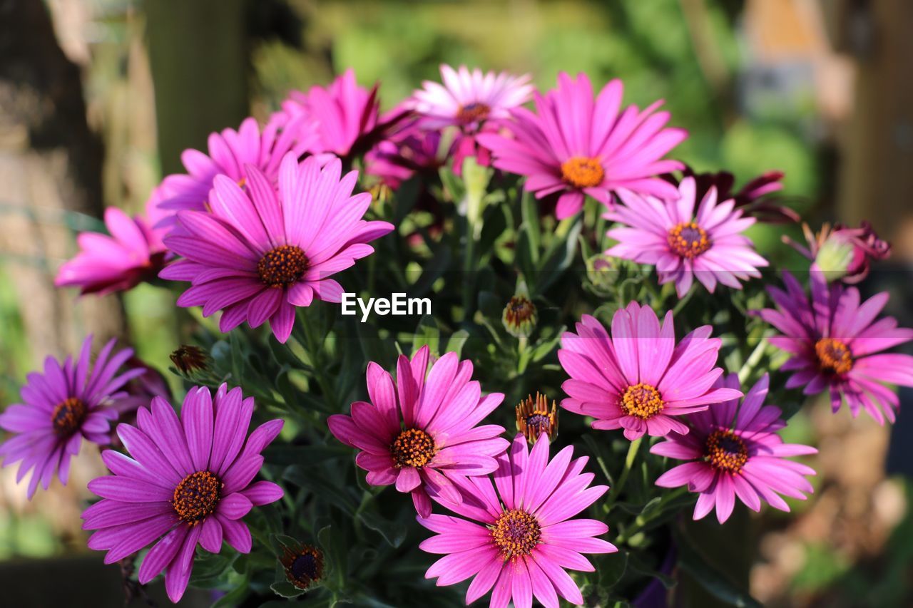 Close-up of pink daisies blooming at park