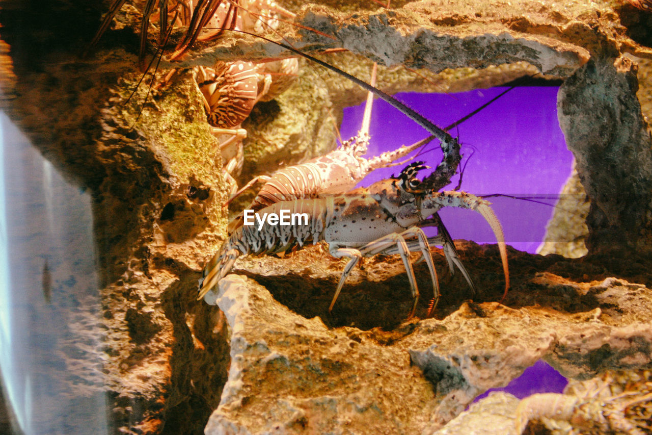 Close-up of lobsters in aquarium