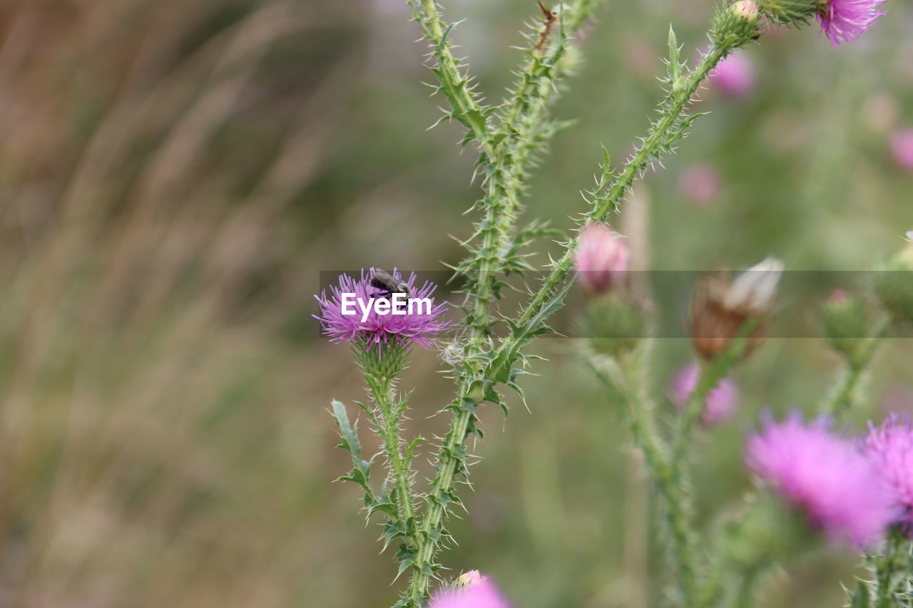 CLOSE-UP OF PURPLE THISTLE FLOWERS