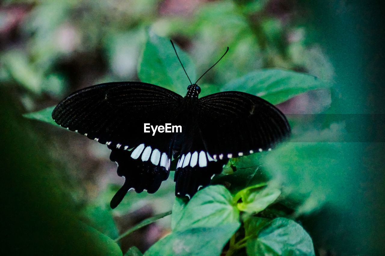 BUTTERFLY ON FLOWER