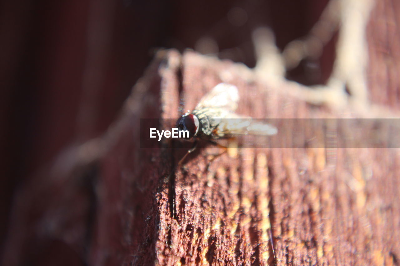 CLOSE-UP OF INSECT