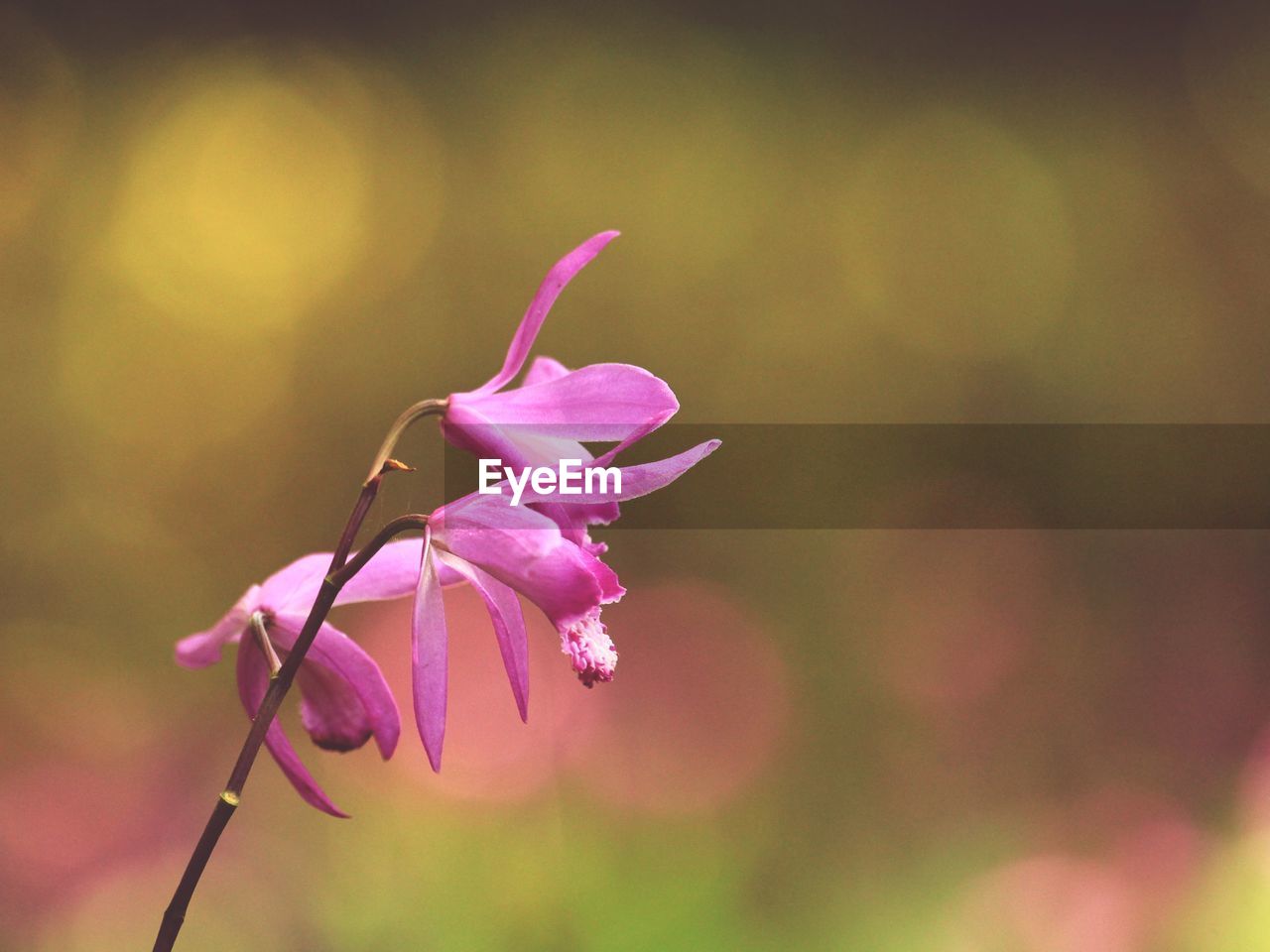 flower, flowering plant, plant, beauty in nature, macro photography, pink, freshness, nature, petal, fragility, close-up, blossom, flower head, leaf, inflorescence, focus on foreground, springtime, growth, no people, plant stem, wildflower, green, outdoors, magenta, selective focus, purple, botany, sunlight, branch