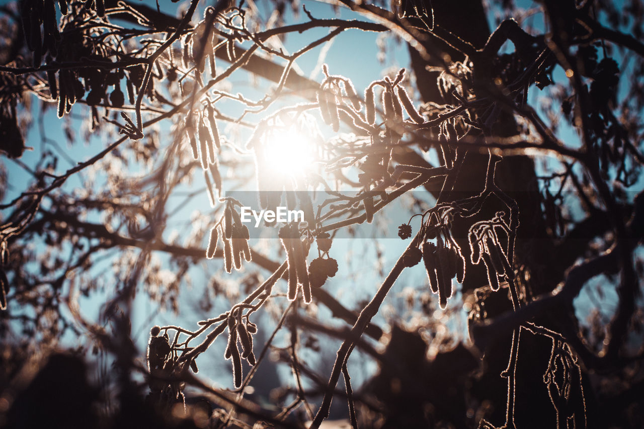 LOW ANGLE VIEW OF BARE TREE AGAINST SKY