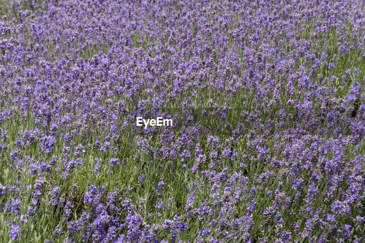 flower, plant, flowering plant, lavender, growth, beauty in nature, freshness, purple, fragility, field, land, full frame, no people, nature, abundance, meadow, backgrounds, day, springtime, wildflower, outdoors, tranquility, blossom, high angle view, agriculture