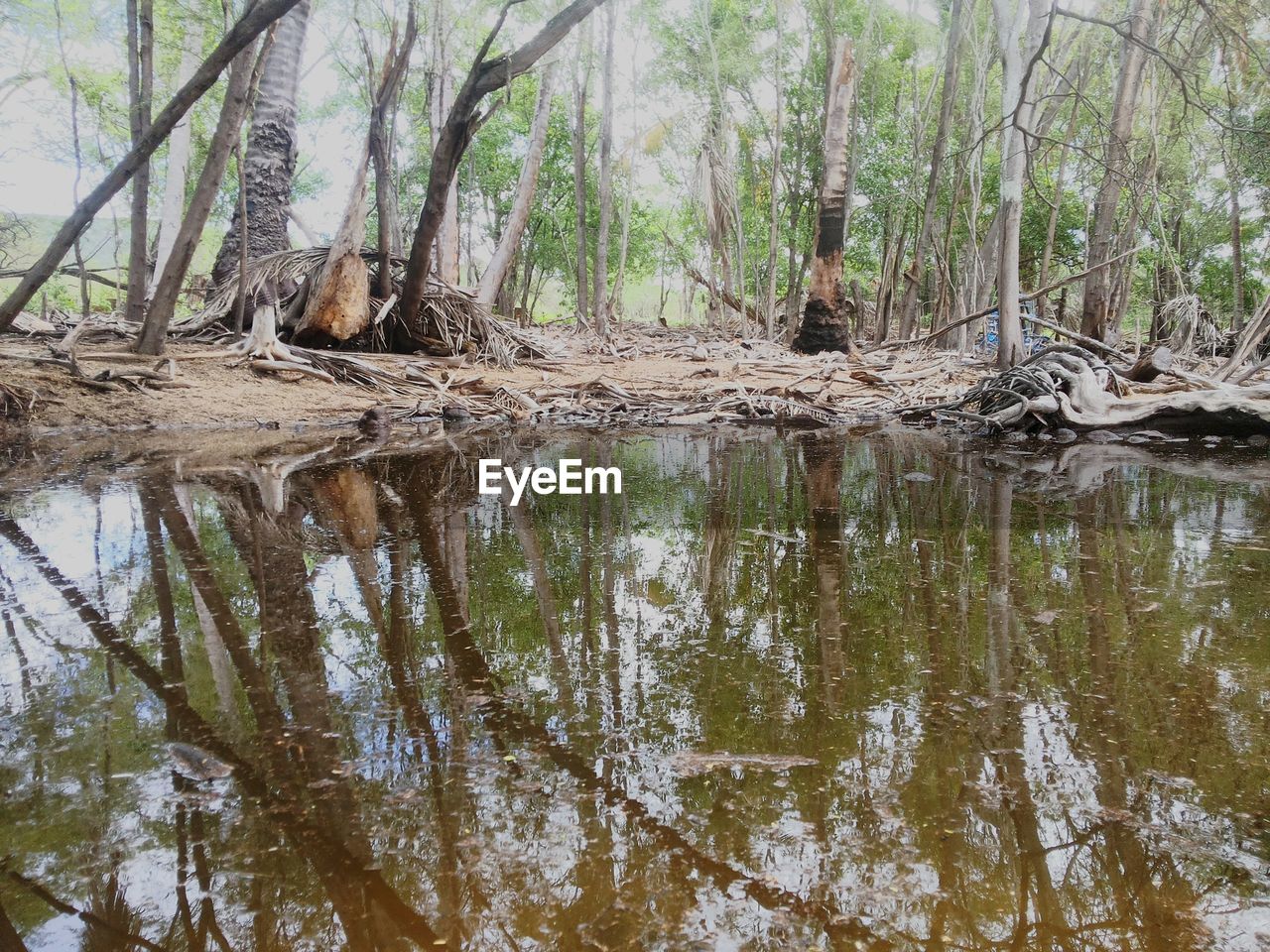 REFLECTION OF TREES ON WATER