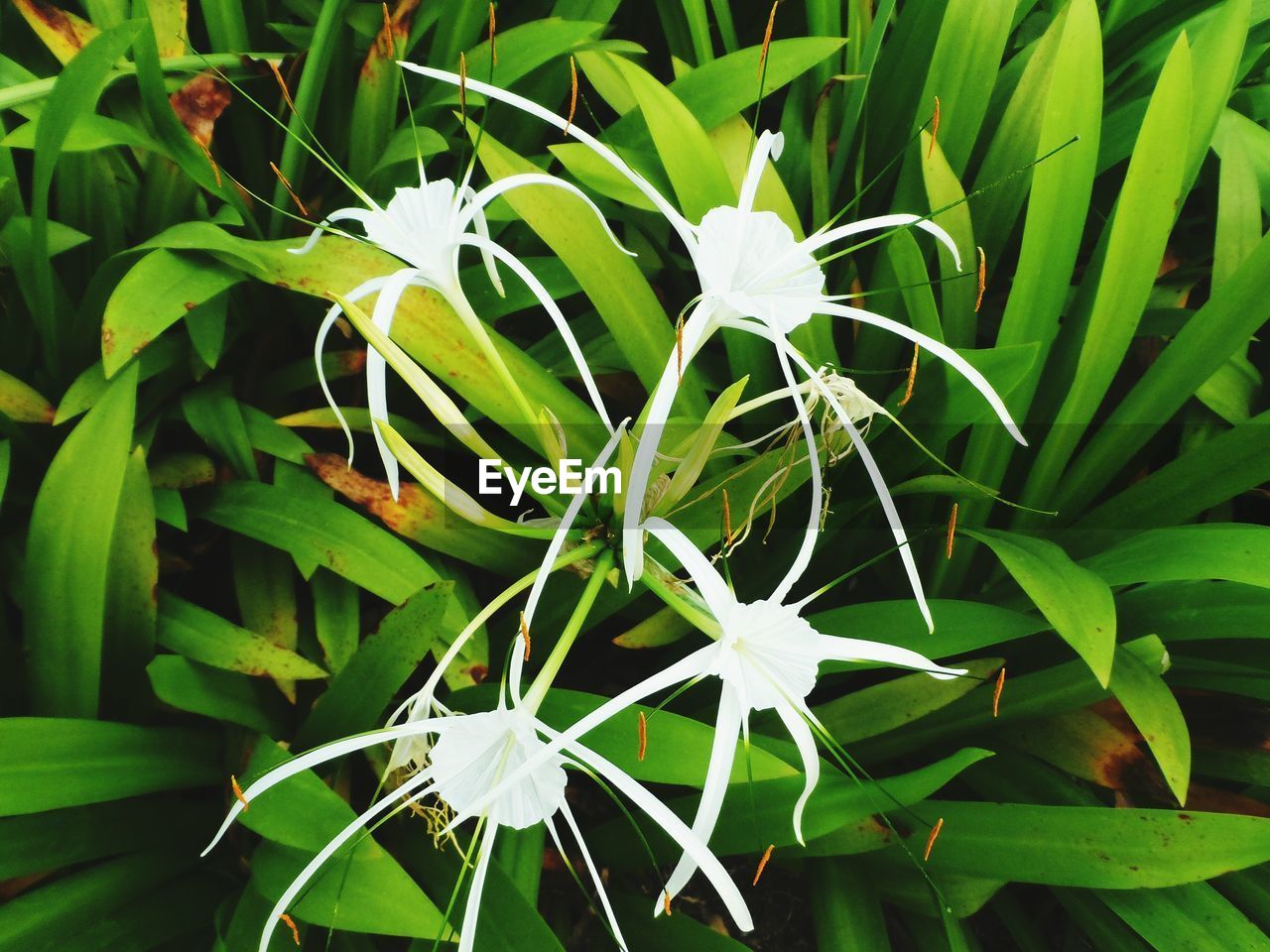 CLOSE-UP OF GREEN PLANT