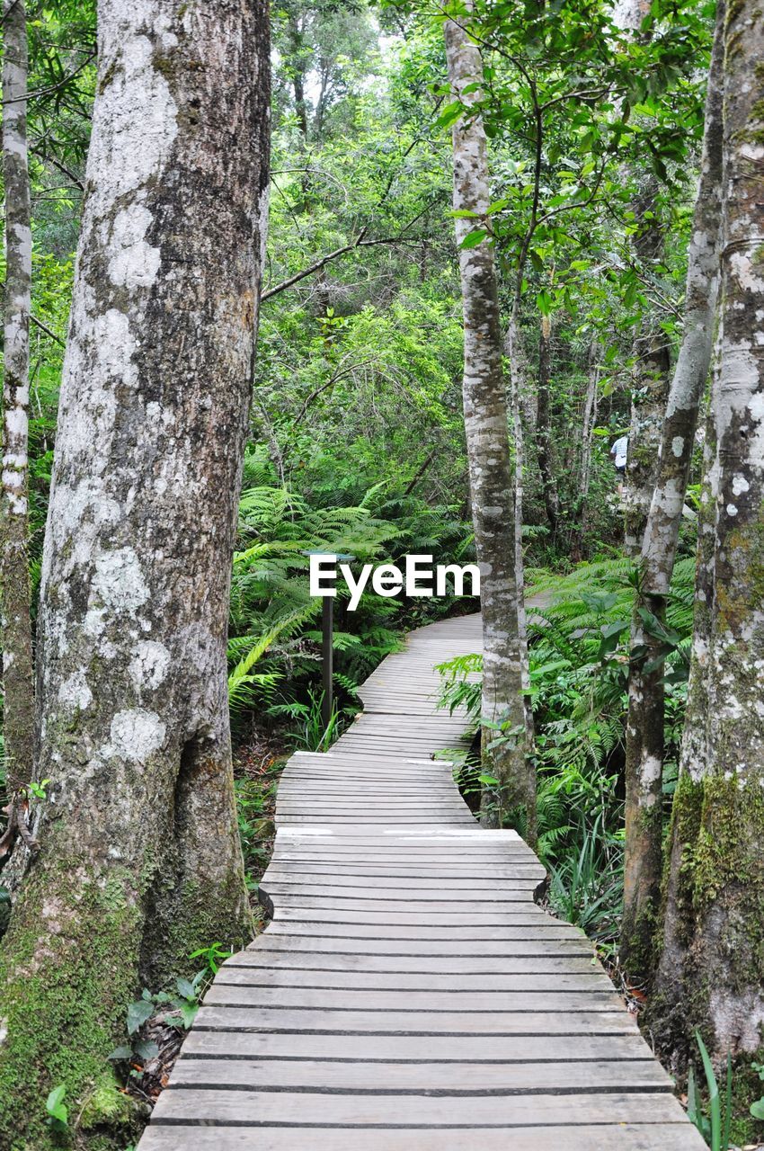 Boardwalk amidst trees in forest