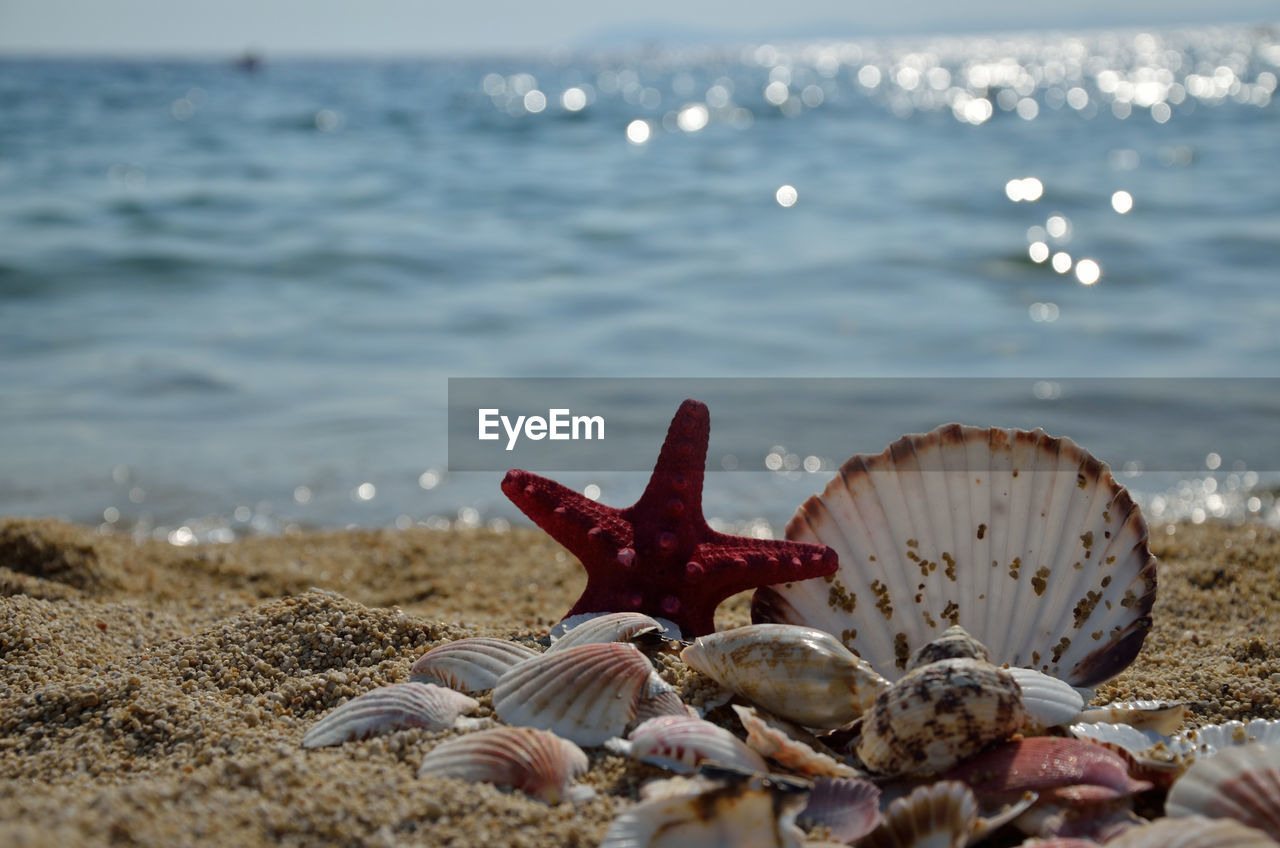 Red starfish and pile of seashells on sandy beach with sea in background
