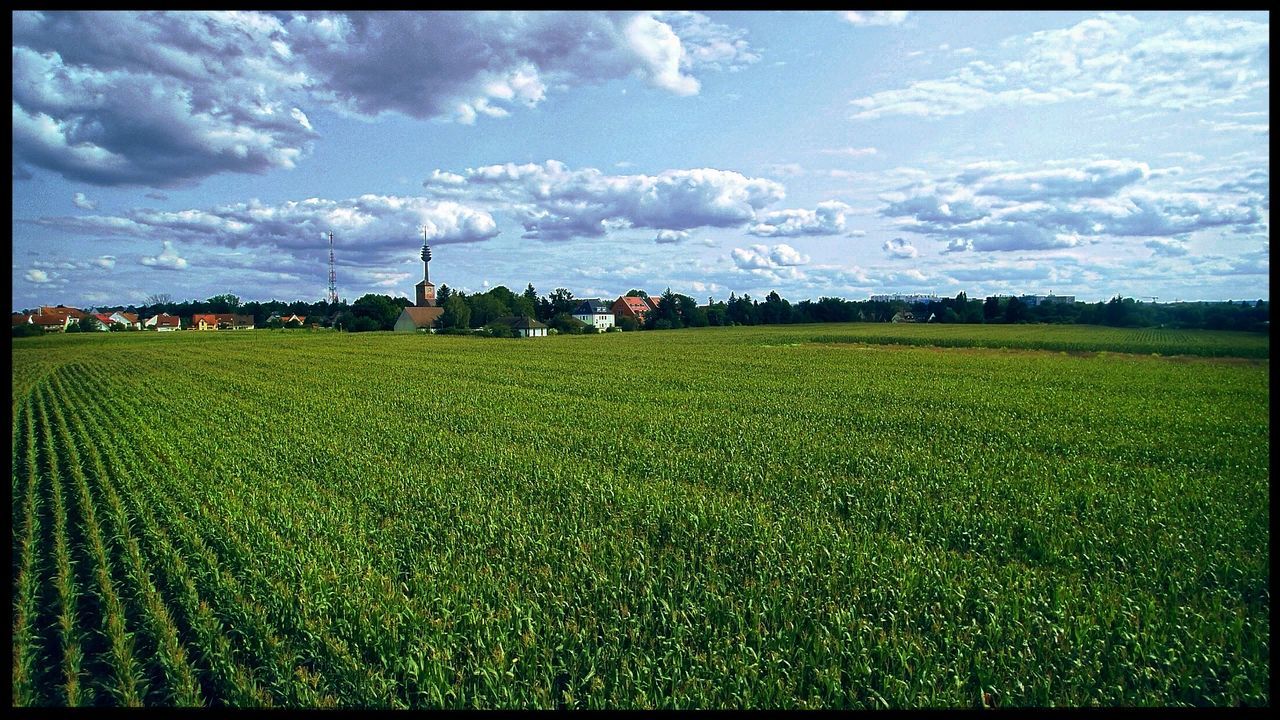 Scenic view of agricultural field against sky