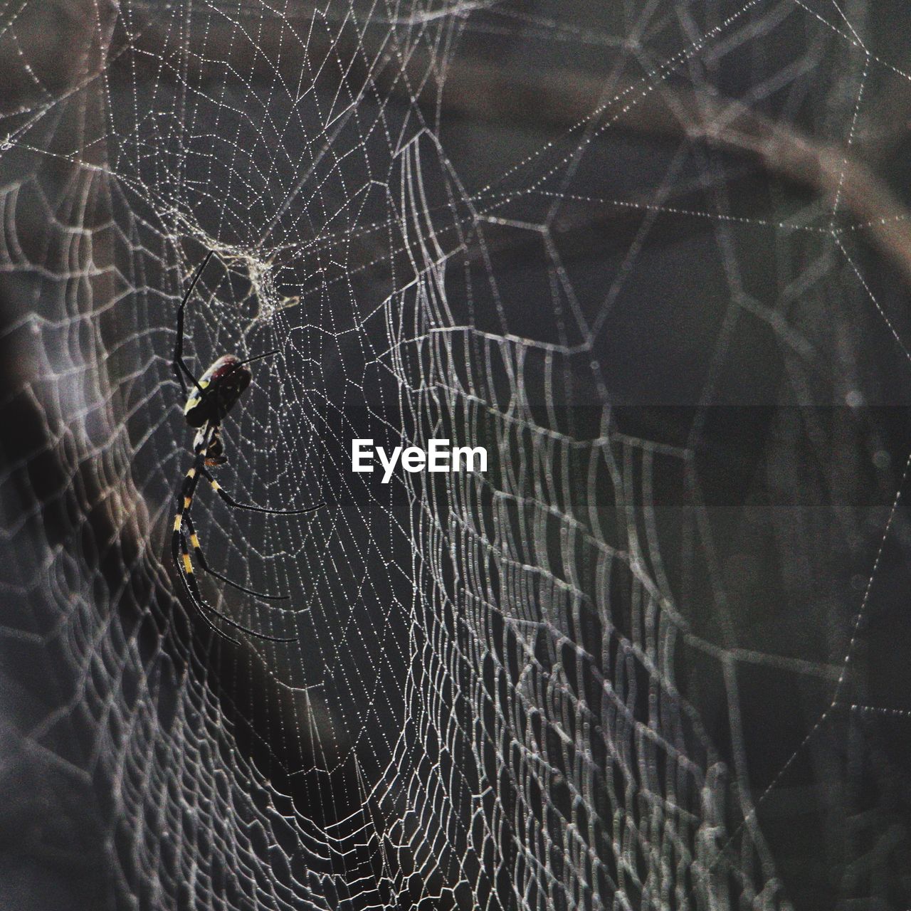 Close-up of spider on web