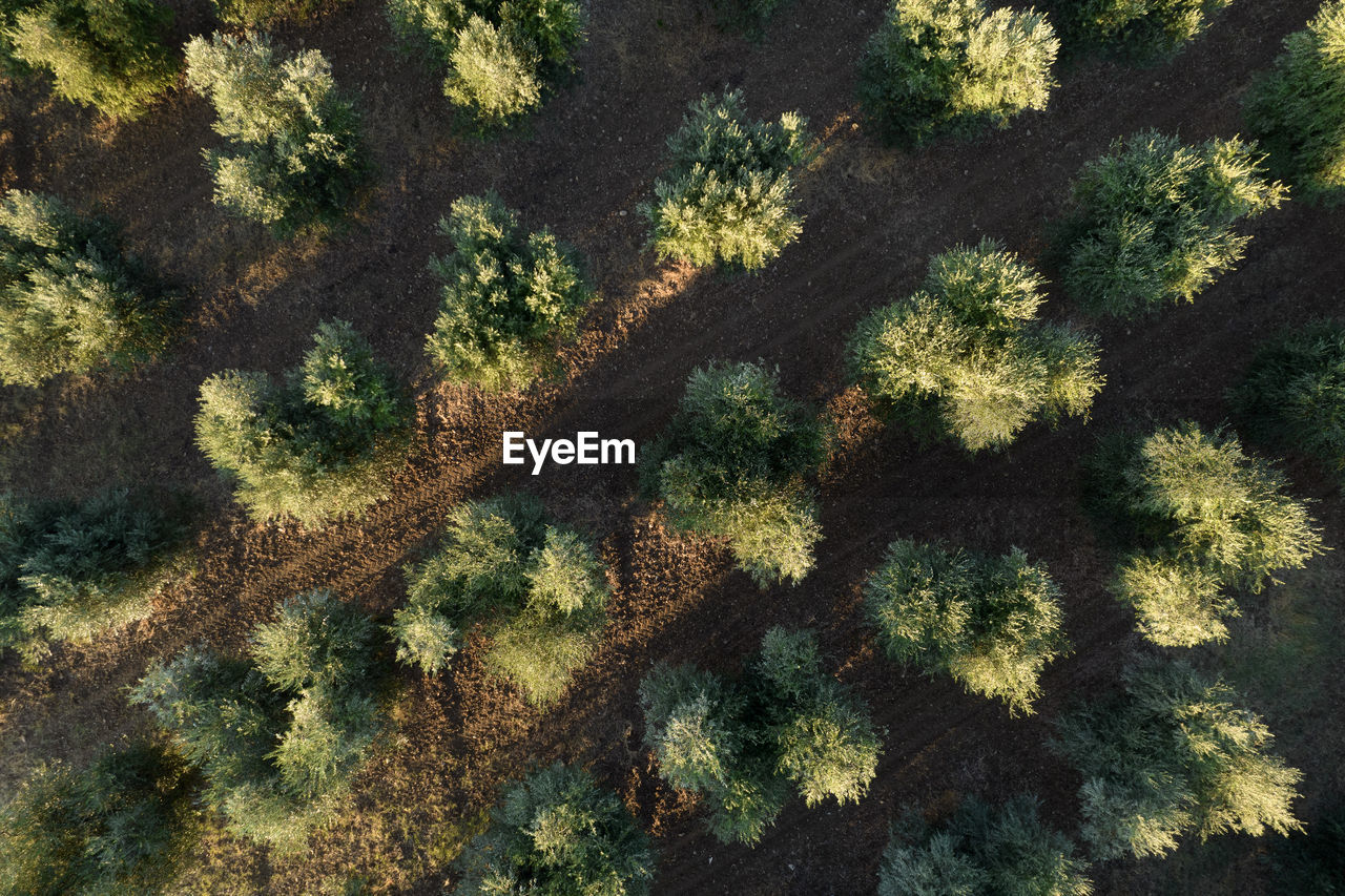 Photographic documentation of rows of olive trees seen from above
