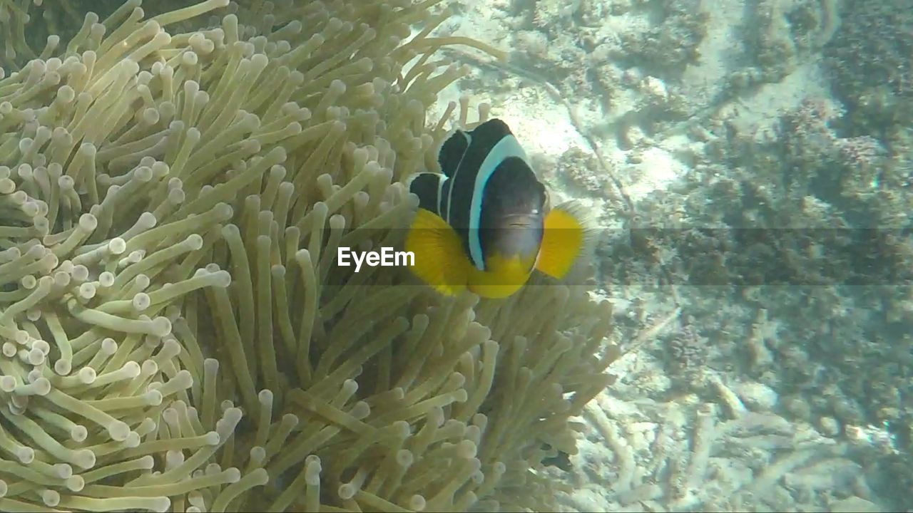 CLOSE-UP OF FISH UNDERWATER