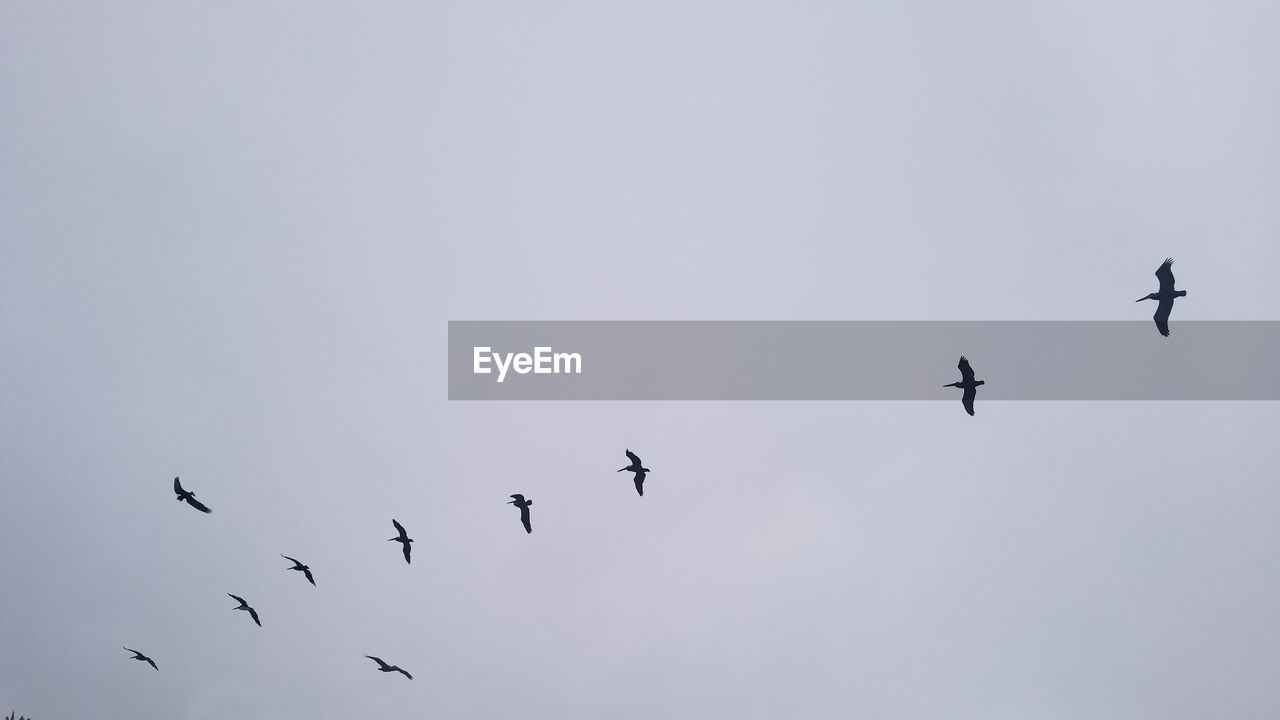 Low angle view of birds flying in the sky