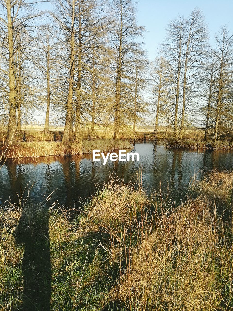 REFLECTION OF TREES IN LAKE