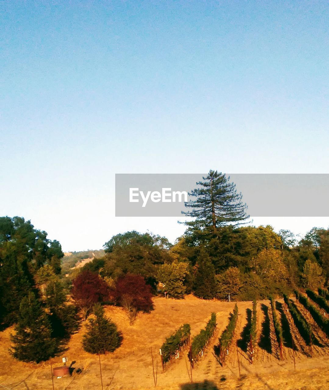 TREES ON FIELD AGAINST SKY