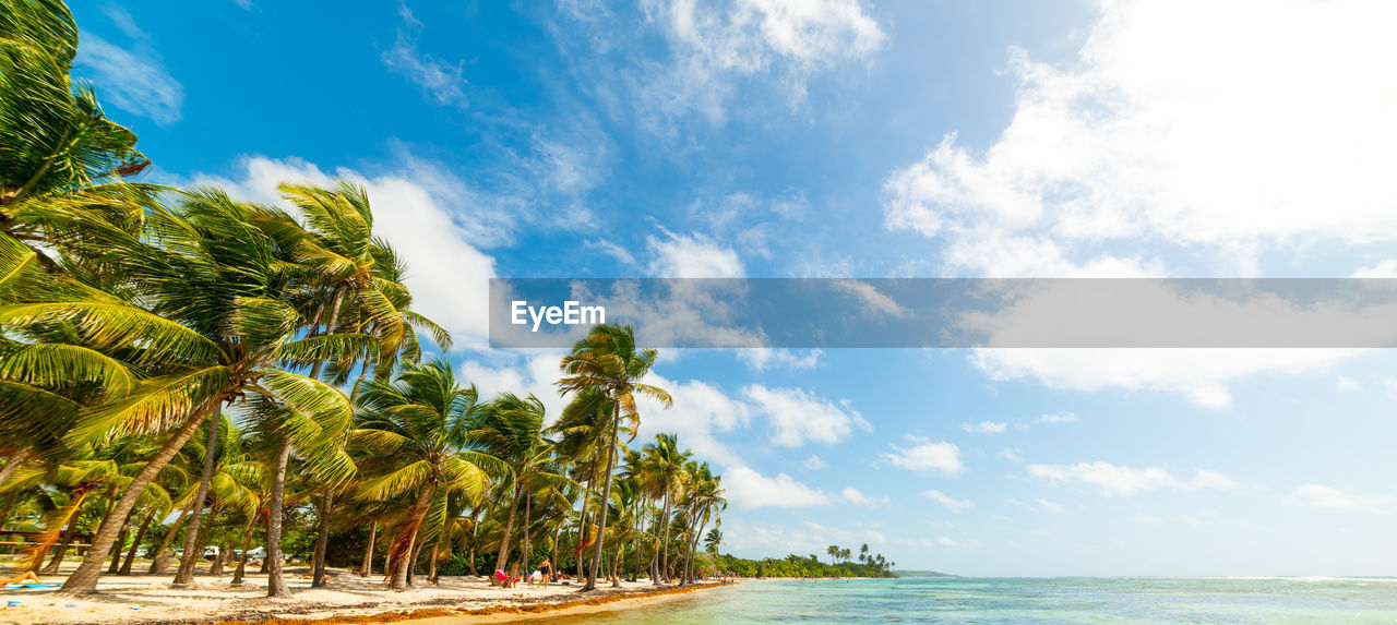 PALM TREES BY SEA AGAINST SKY