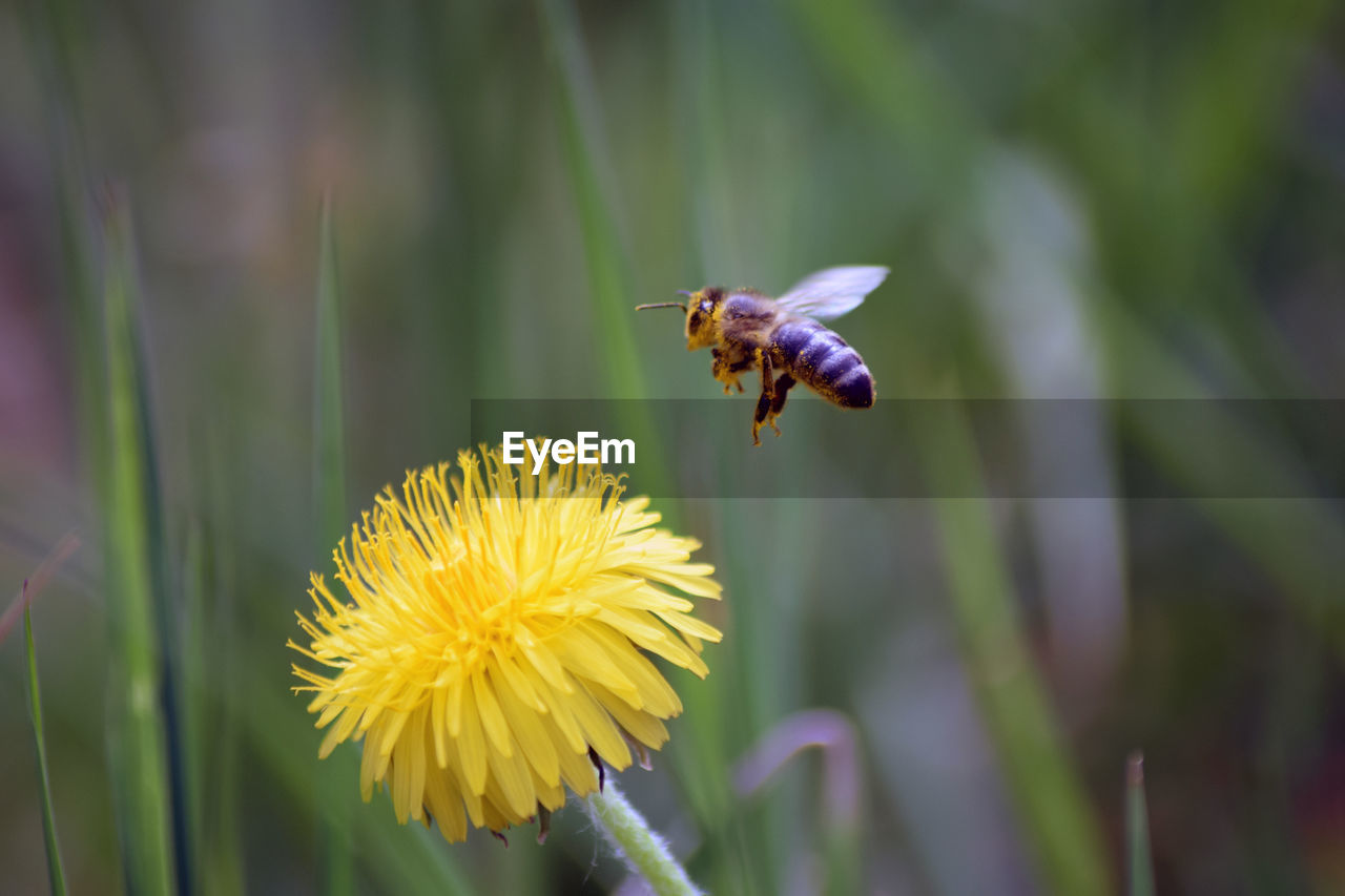 Close-up of bee fly on yellow flower