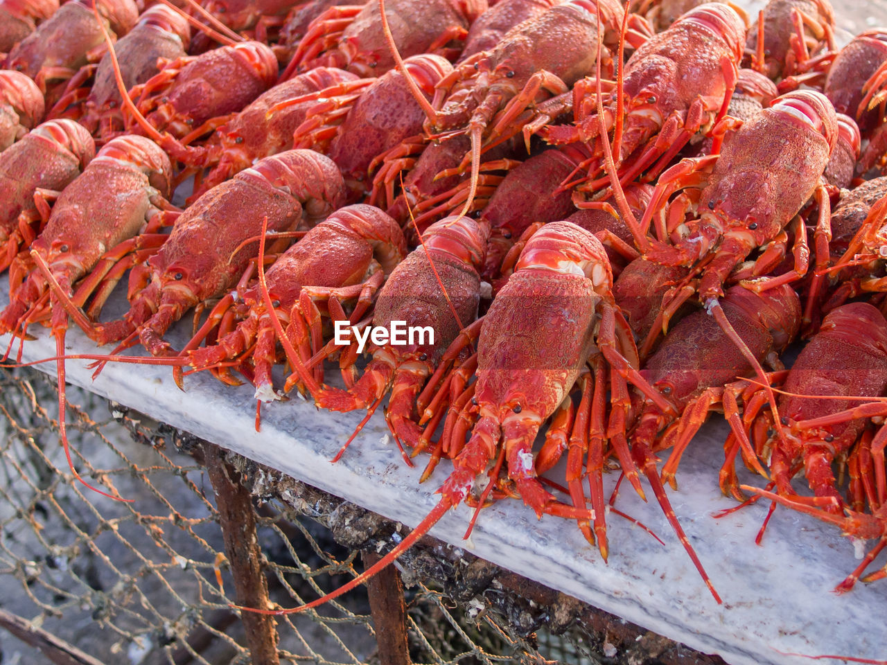 High angle view of fresh crayfish or lobster on table outdoors, lambert's bay, south africa