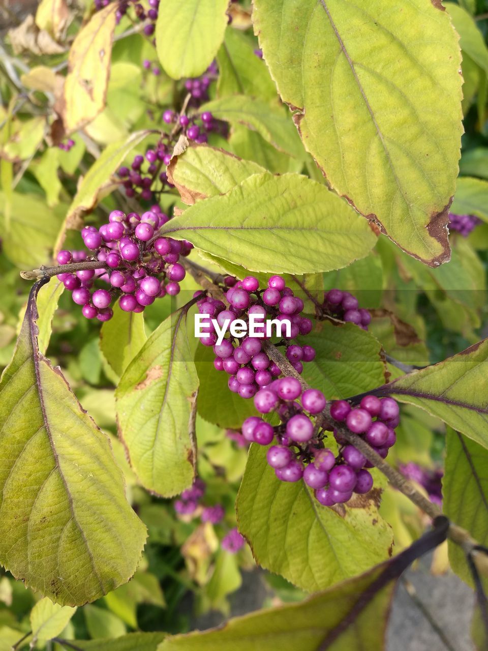 CLOSE-UP OF FRUITS GROWING ON PLANT