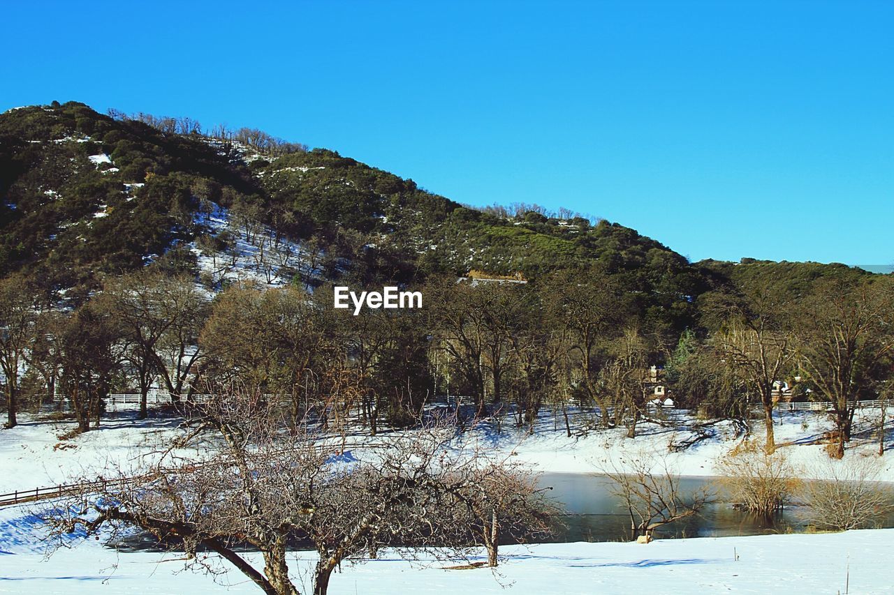 SCENIC VIEW OF TREES AGAINST BLUE SKY