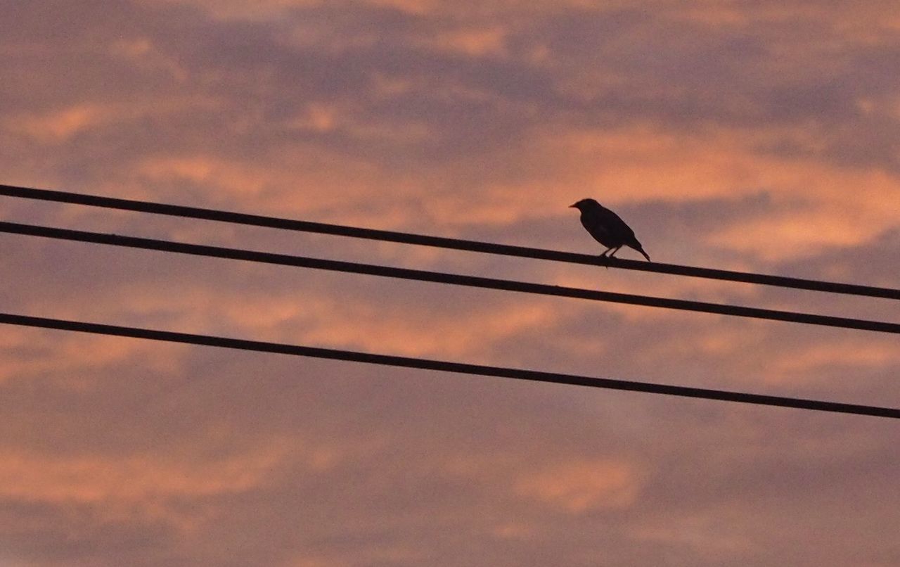 LOW ANGLE VIEW OF BIRD PERCHING ON POWER LINES