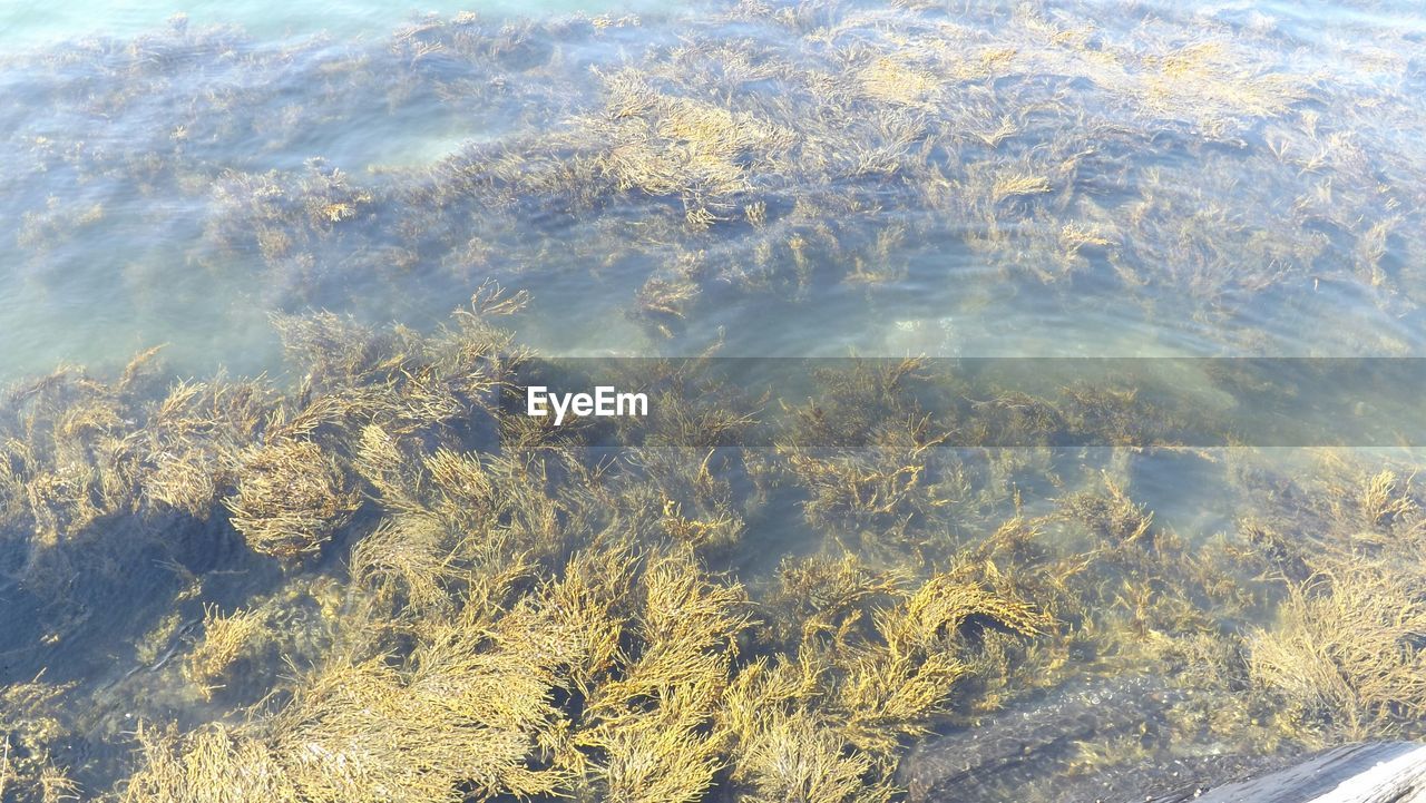 High angle view of seaweed in river