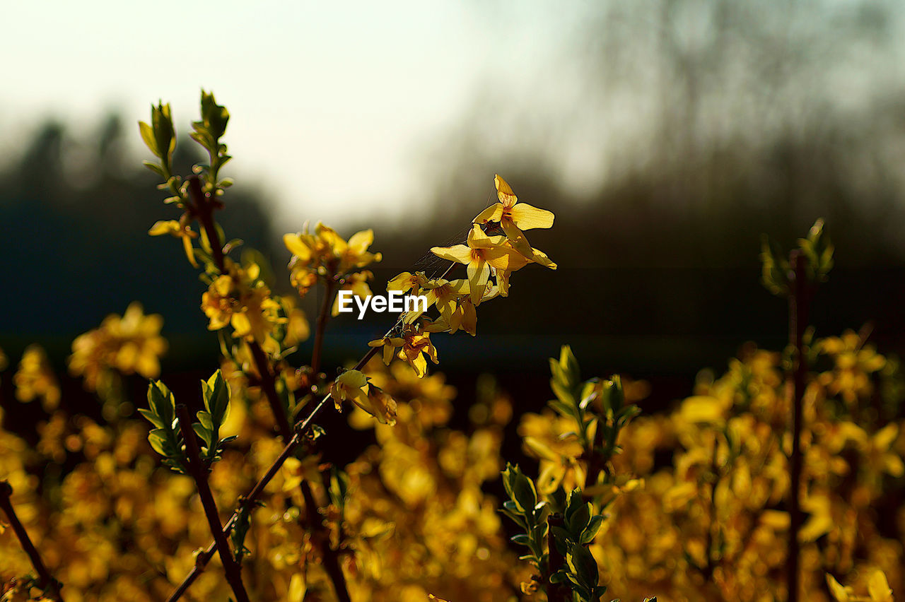 Close-up of yellow flowering plant on field