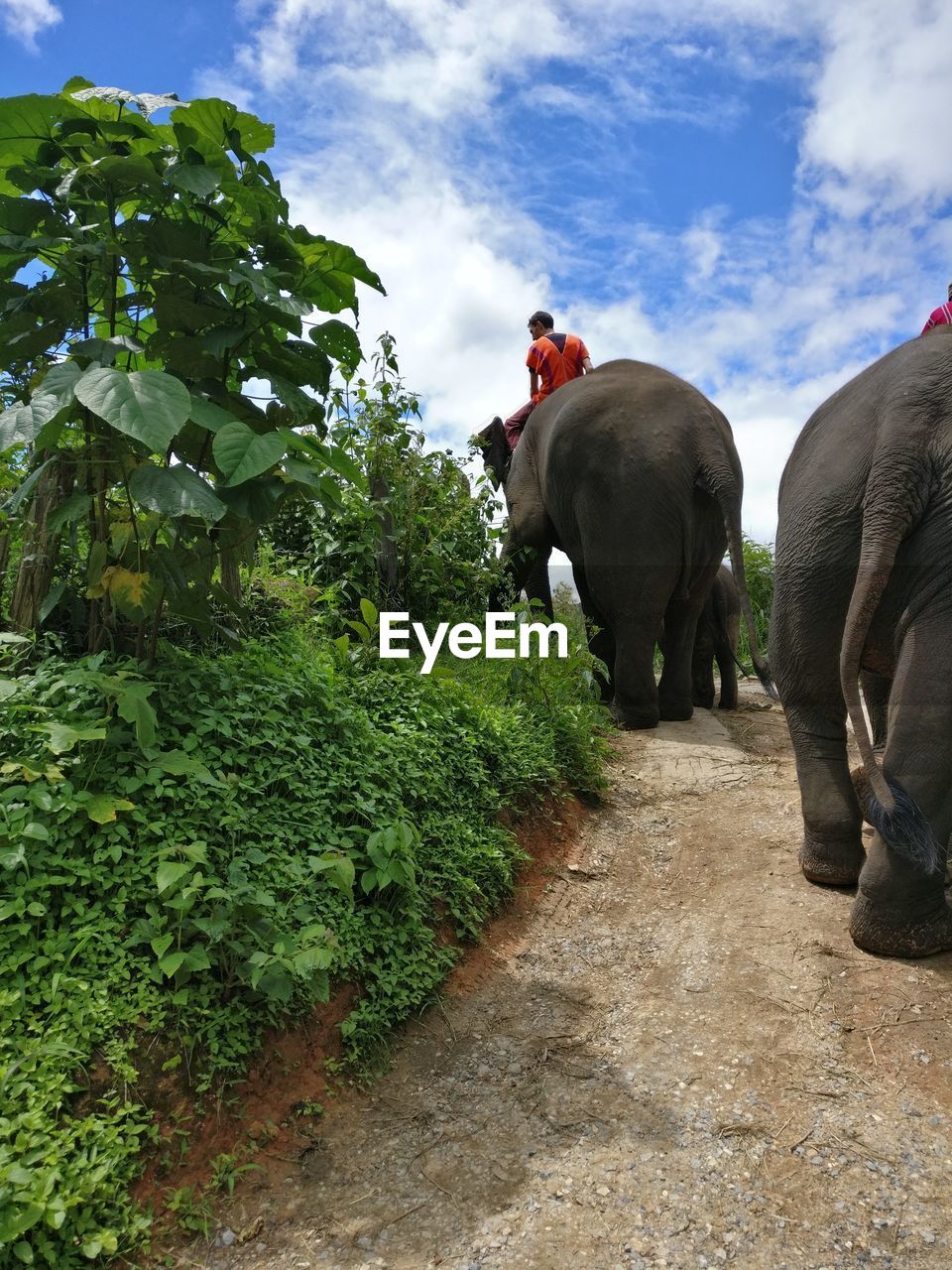 Rear view of man riding elephant on walkway against sky