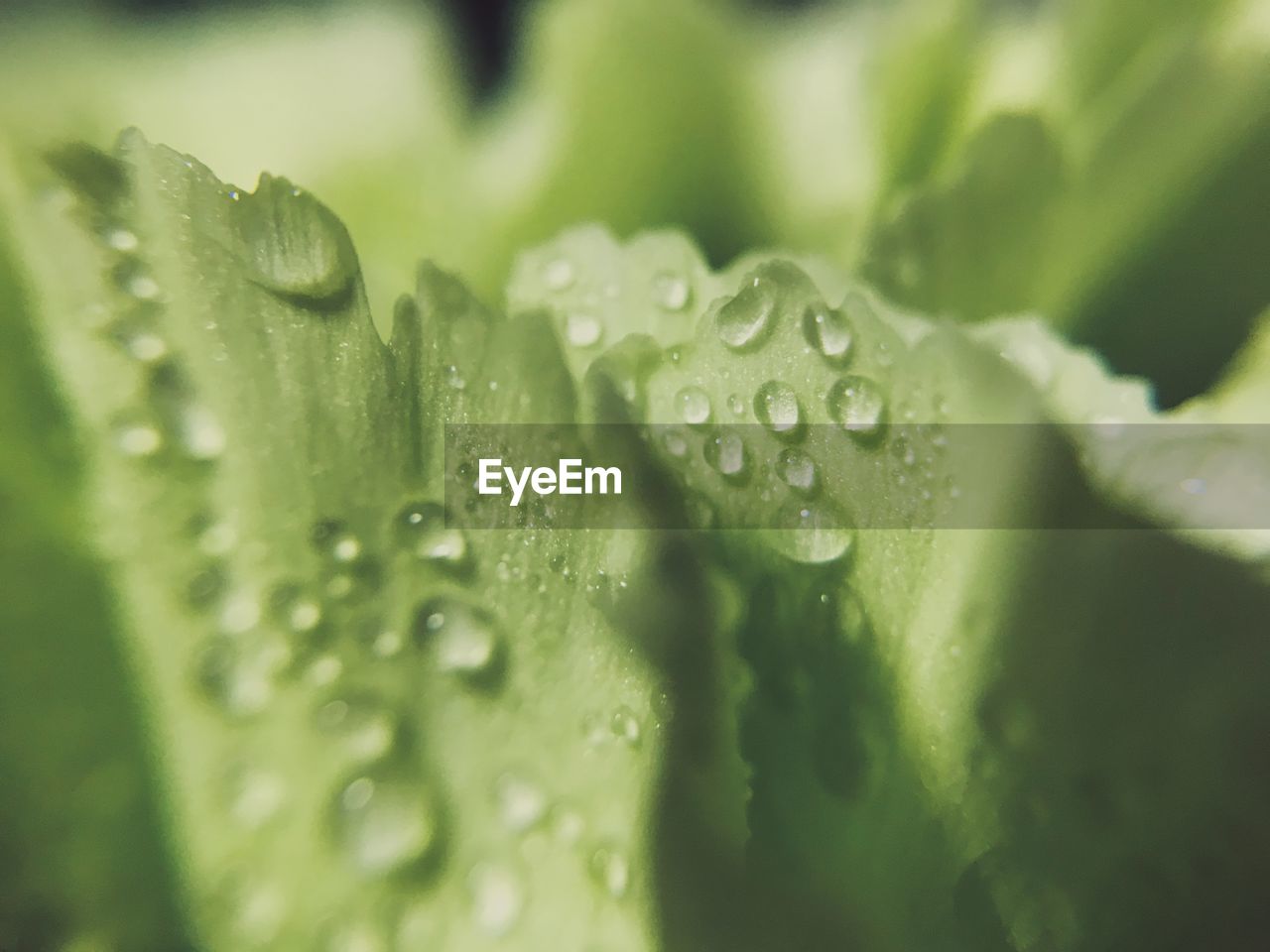 Close-up of wet plant leaves during rainy season