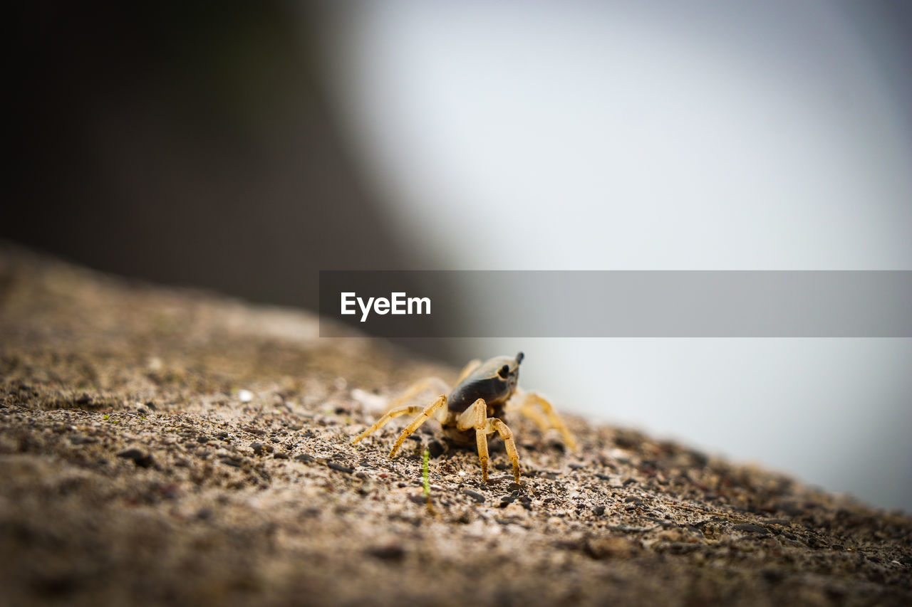 INSECT ON ROCK