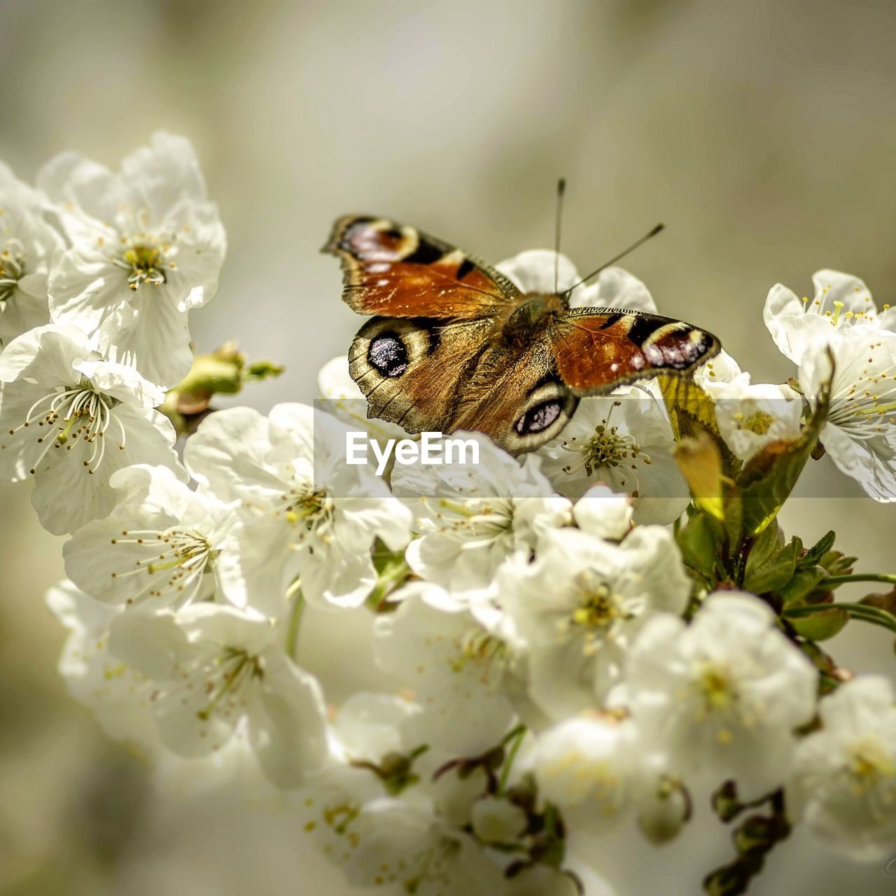 flower, animal themes, animal, animal wildlife, flowering plant, beauty in nature, plant, insect, fragility, freshness, close-up, one animal, macro photography, wildlife, nature, white, springtime, no people, animal wing, branch, selective focus, macro, petal, flower head, food, butterfly, blossom, animal body part, eating, feeding, outdoors, focus on foreground, growth, perching, yellow, full length