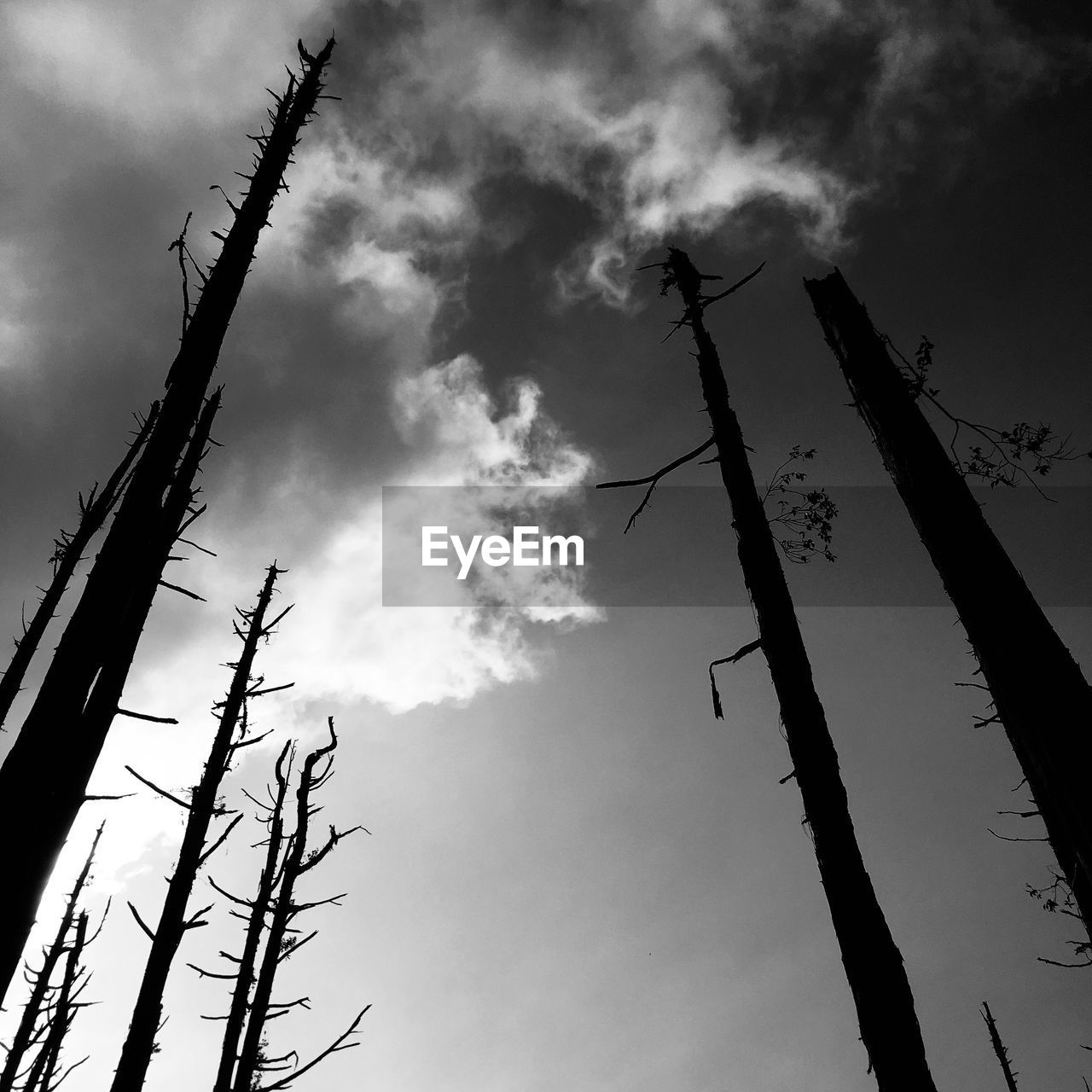 LOW ANGLE VIEW OF SILHOUETTE PLANT AGAINST SKY