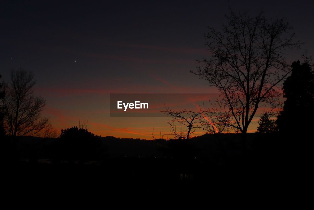 SILHOUETTE OF TREES AGAINST SKY AT NIGHT